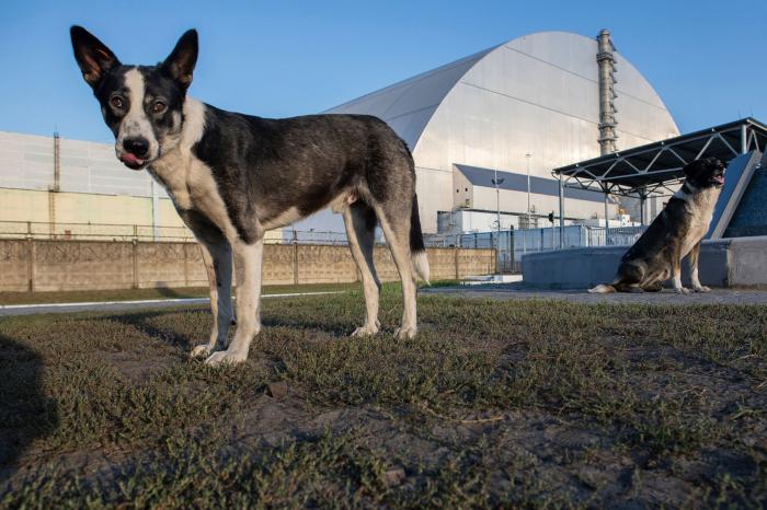 Chien de Tchernobyl