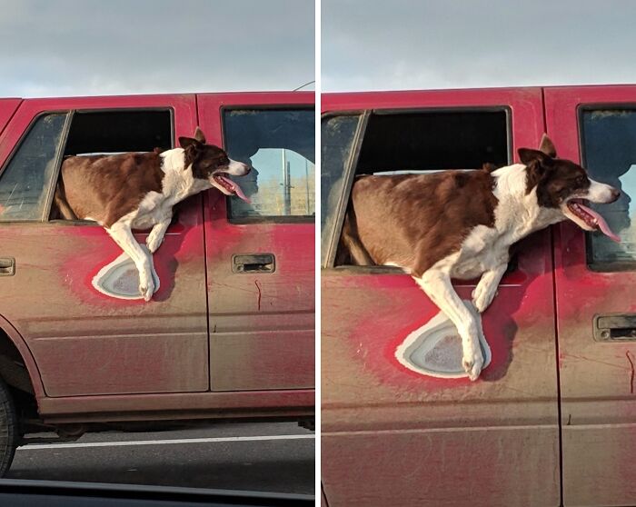 Un chien qui a usé la carroserie