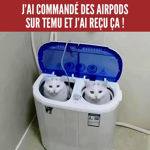 Airpods et chats