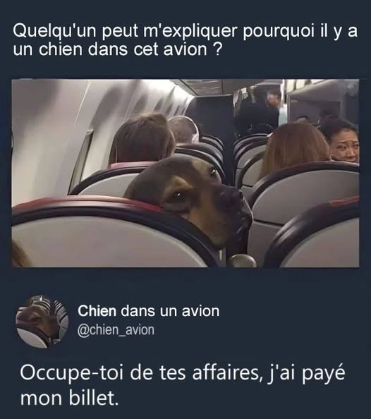 chien dans un avion