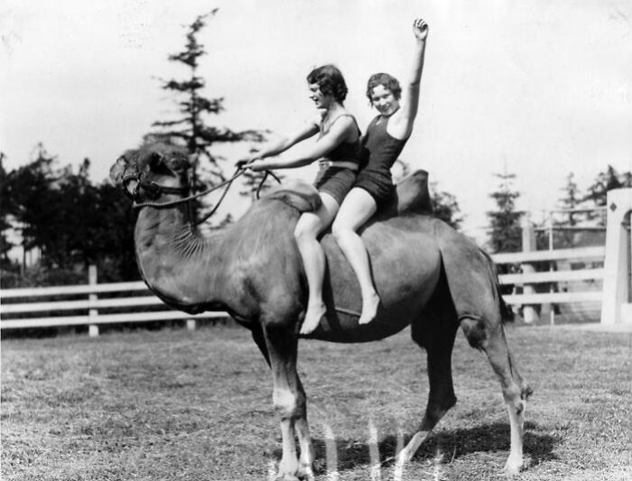 chameau au zoo de Woodland Park, vers les années 1920