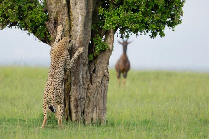 Comedy Wildlife Photography 