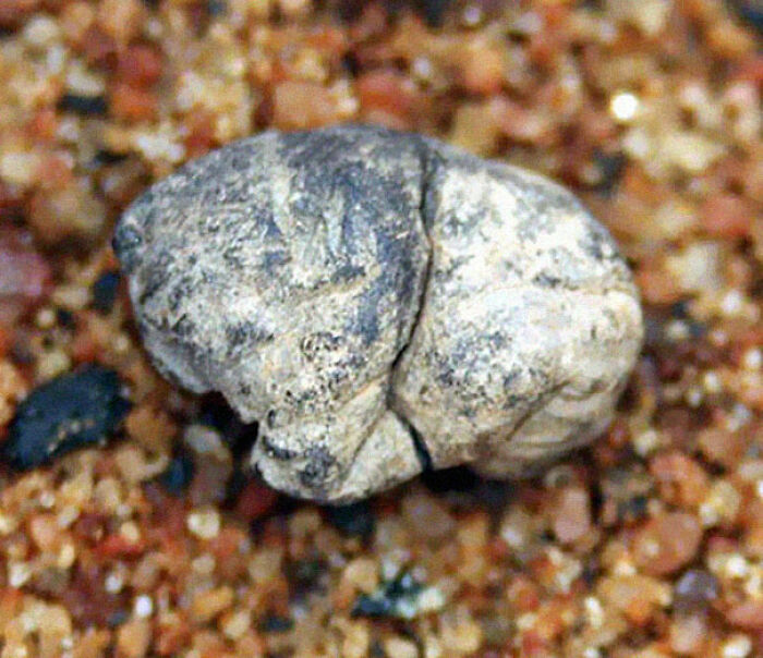 Le chewing-gum le plus ancien (5 000 ans)