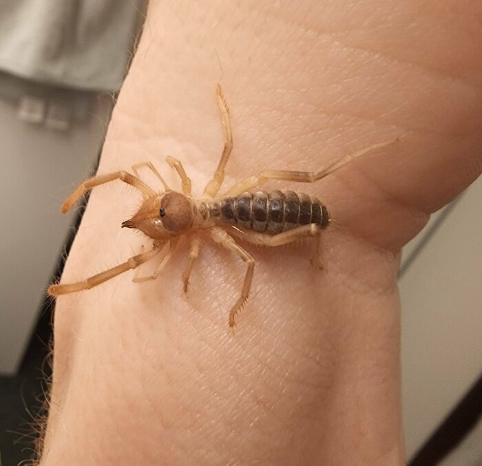 insecte sur un bras