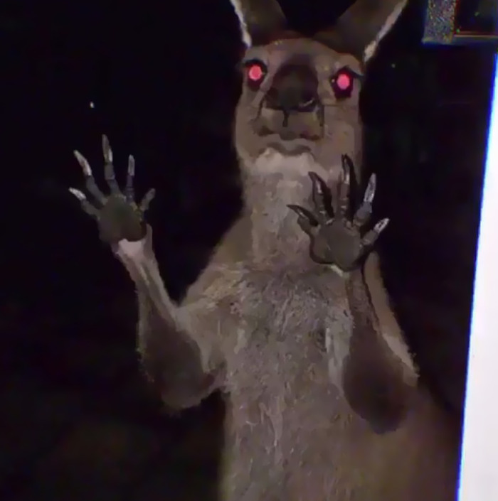 un kangourou dans le noir