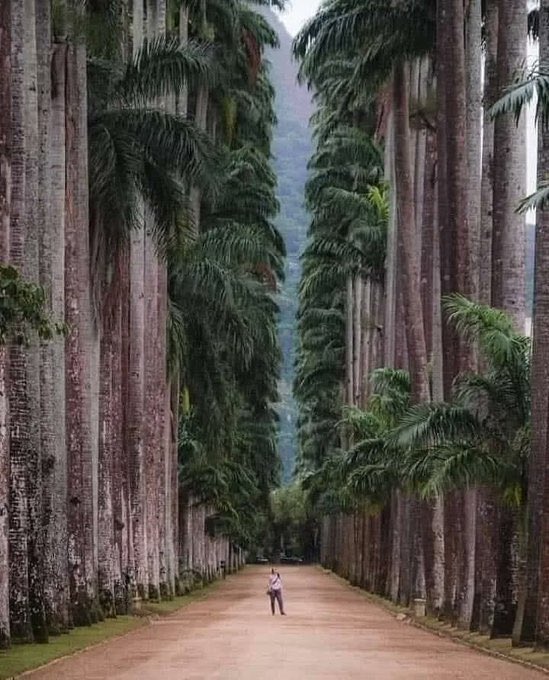 taille des arbres du jardin botanique de Rio de Janeiro