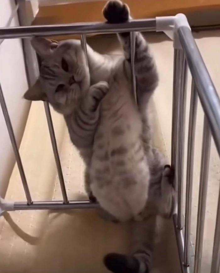 un chat qui grimpe 