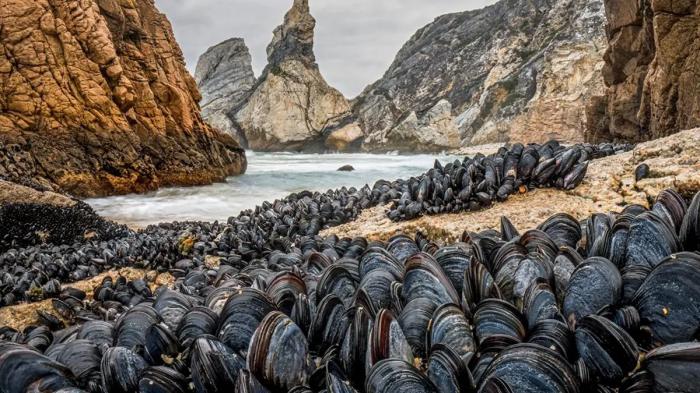 Moules en mouvement : le camouflage côtier de la nature