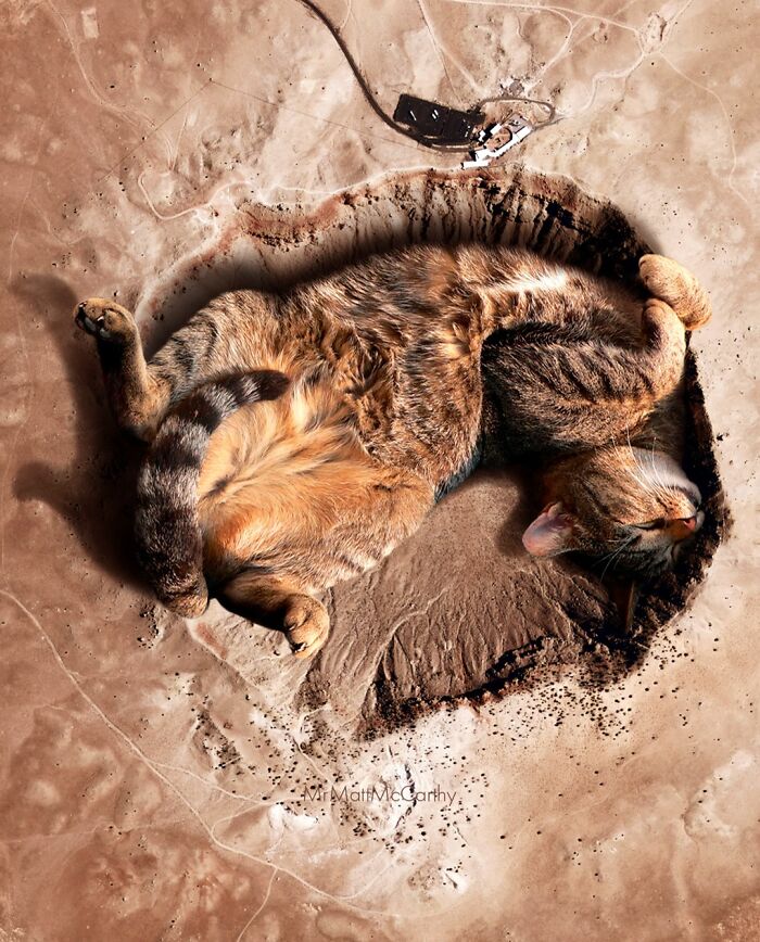 Chat dans cratere
