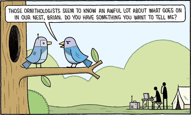 deux oiseaux qui se parlent