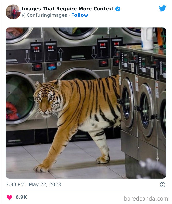 un tigre dans une laverie