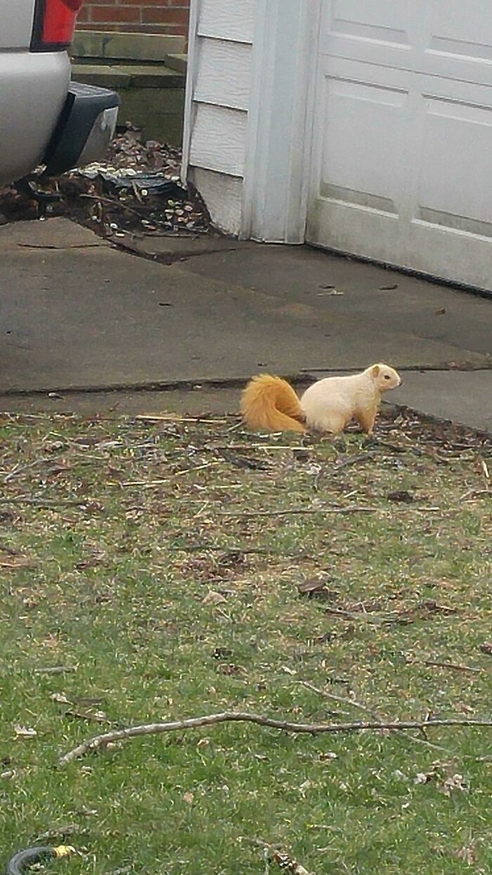 un écureuil albinos