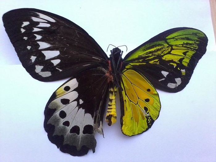 un papillon bi-colore