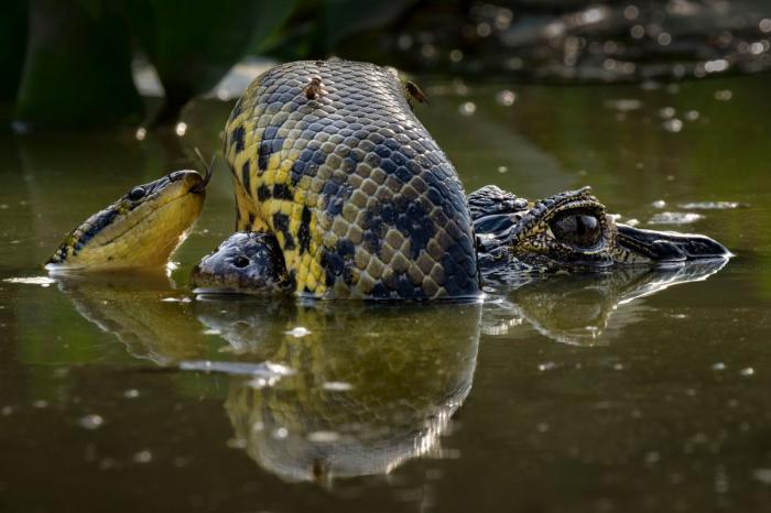 1er prix de la catégorie Comportement: reptiles et amphibiens - Karine Aigner, États-Unis