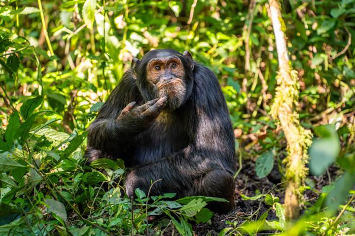 Comedy Wildlife Photography 