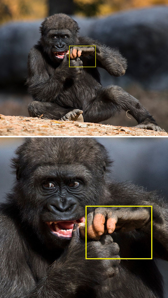 Gorille Donne Les Empreintes Du Doigt Du Milieu Drôle Animal