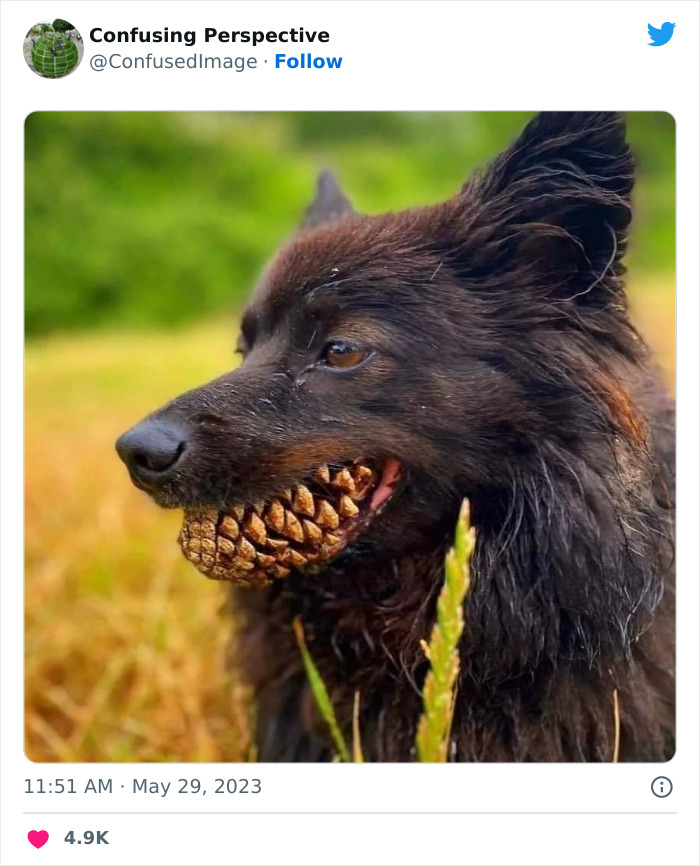 un chien avec une dentition féroce