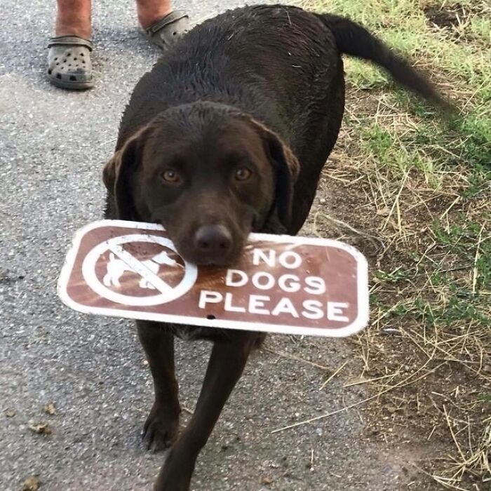 un chien avec une pancarte