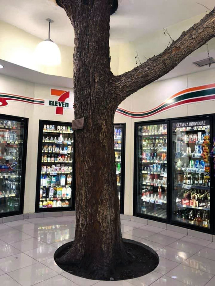 arbre dans un magasin
