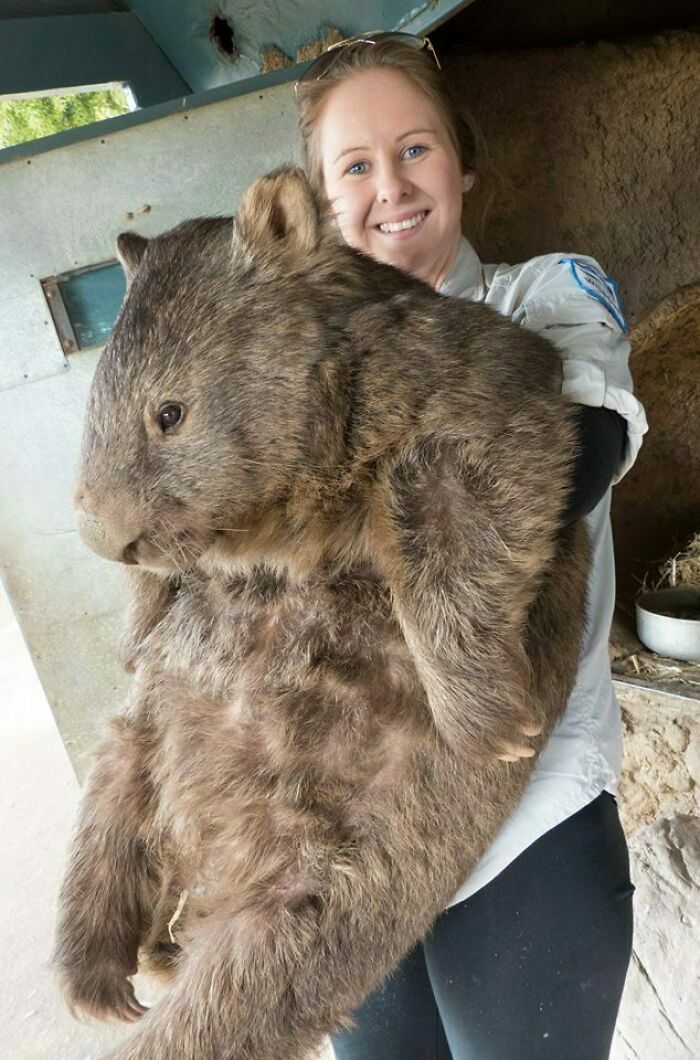 Wombat