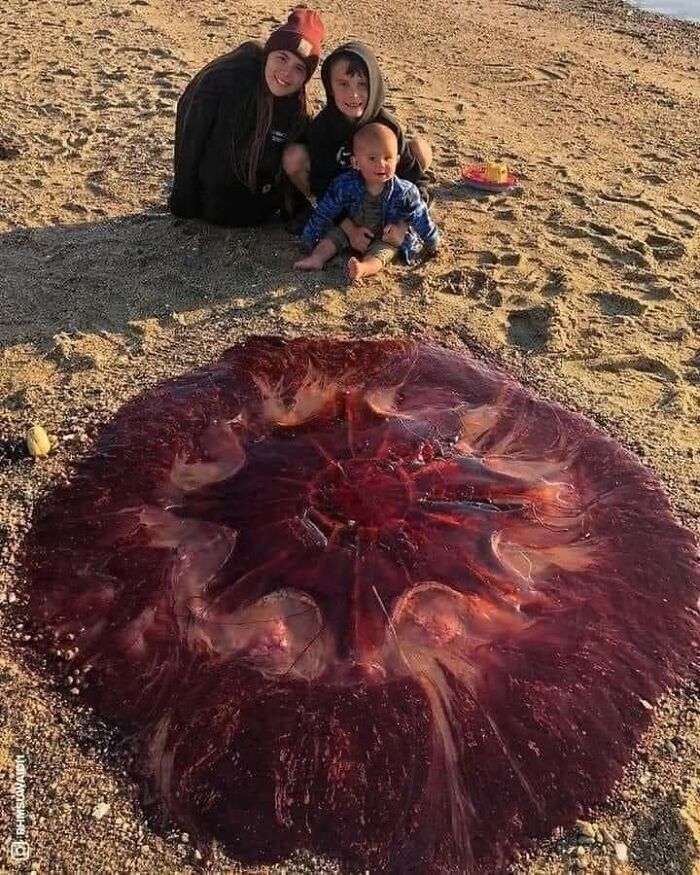 une méduse sur le sable