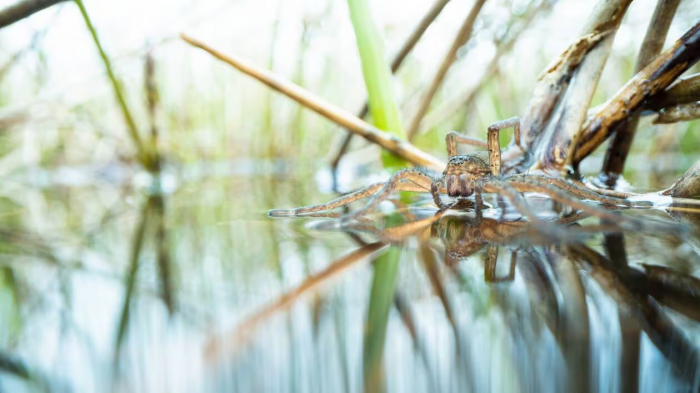 Dolomedes plantarius qui court sur l