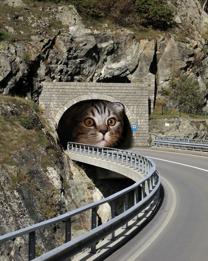 Chat dans un tunnel 