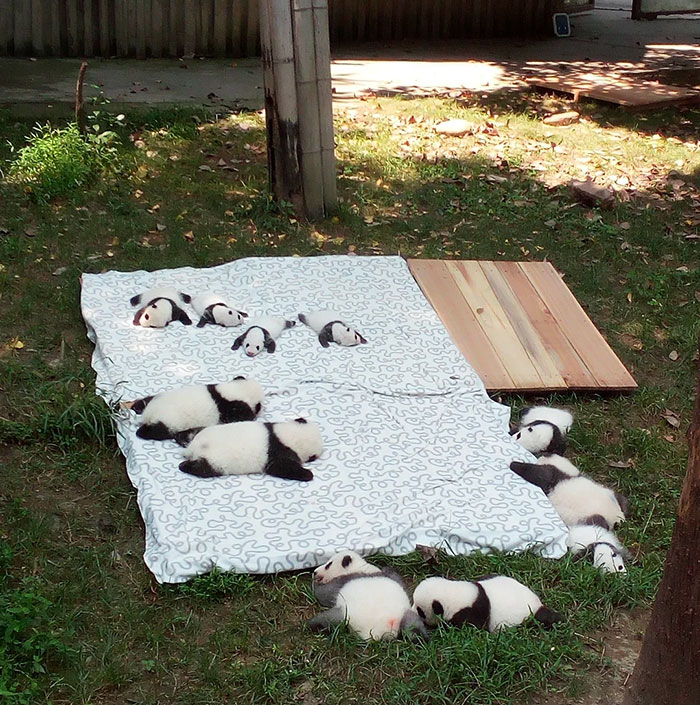 Panda bébé 