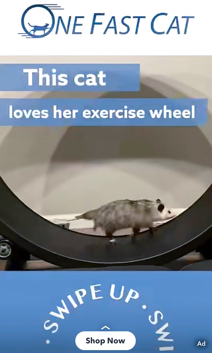 un chat ou une souris