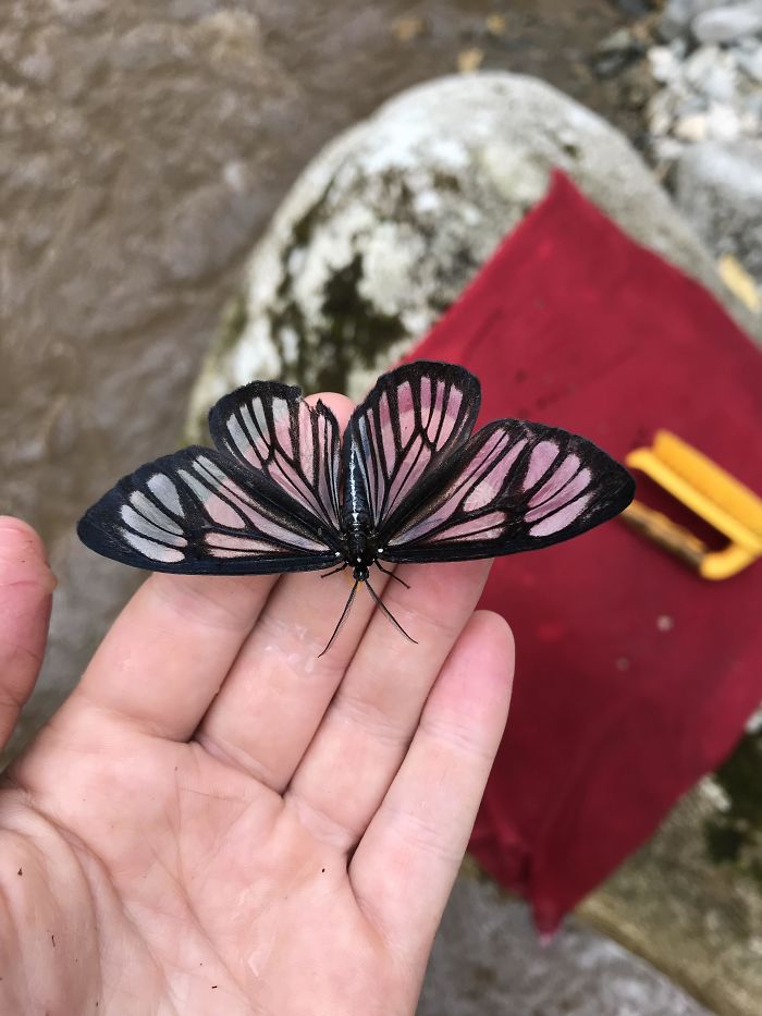 un papillon transparent