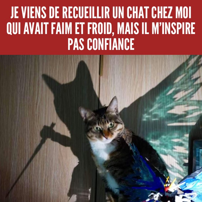 Un chat et une figurine Gundam