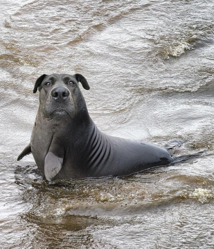 animaux hybrides