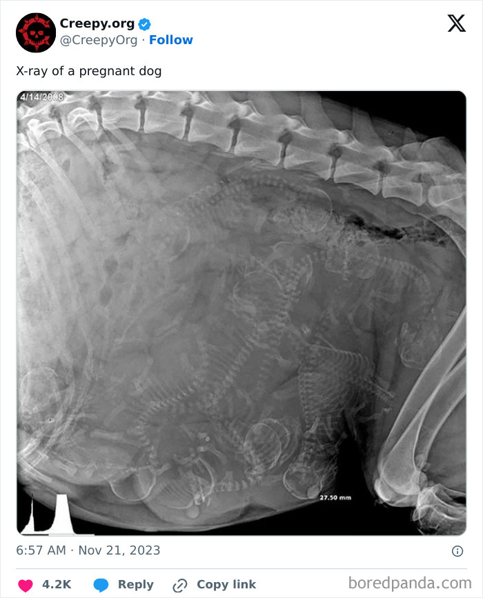 echographie chienne enceinte