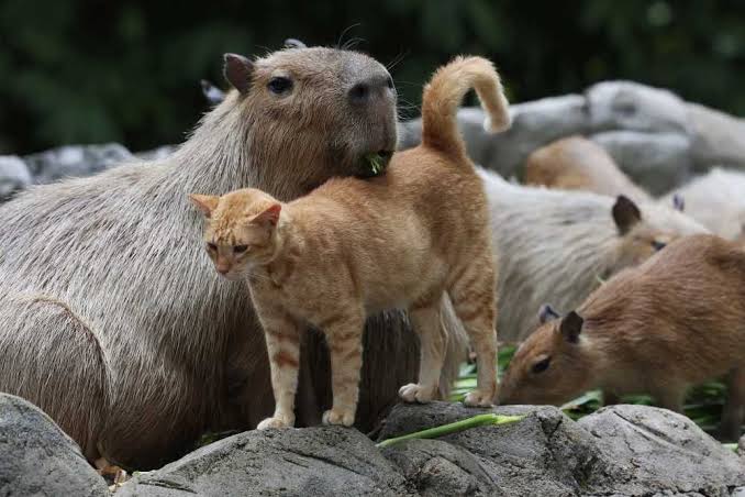 Capybaras & Oyen