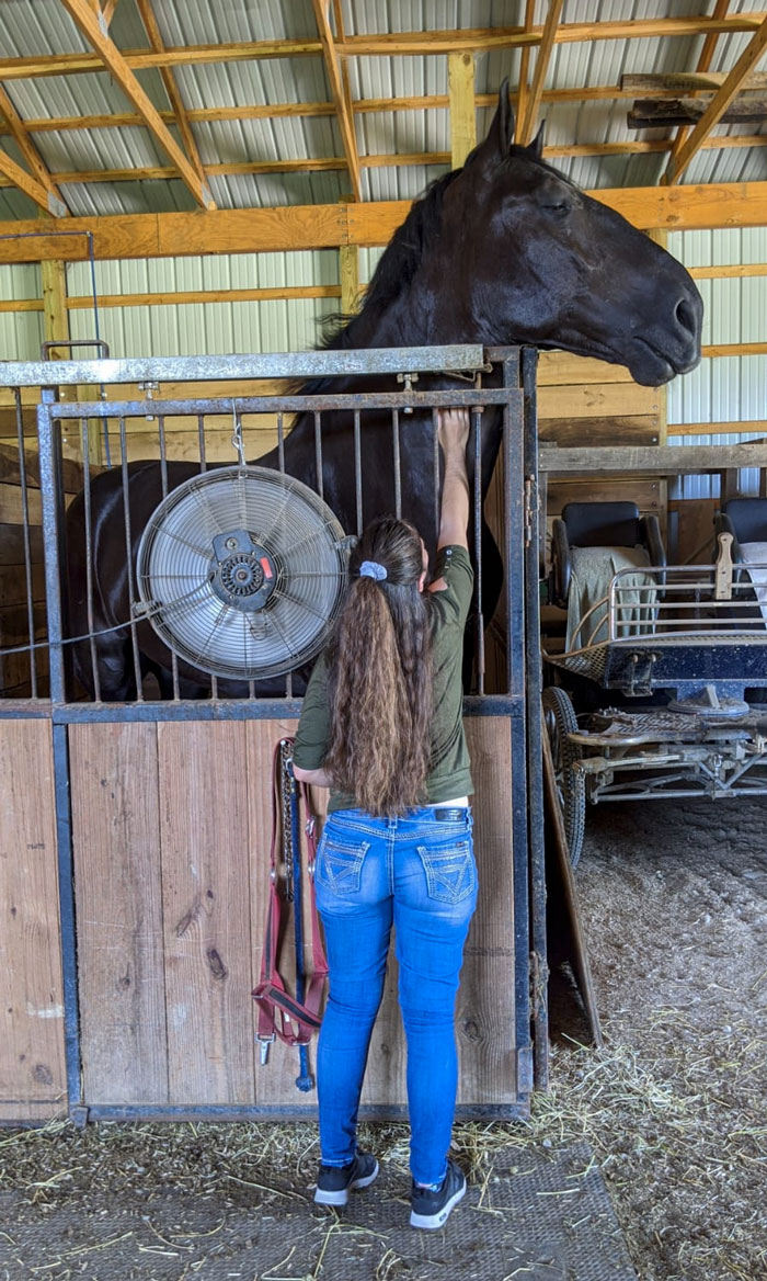 Cheval percheron 