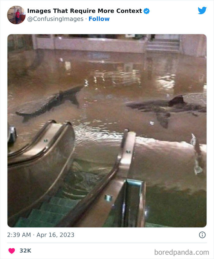 un bassin à requin