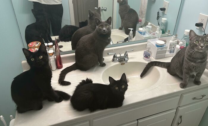 Chats dans la salle de bain