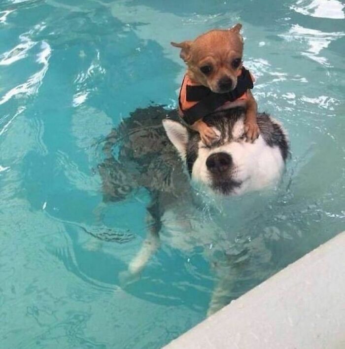 deux chiens dans piscine