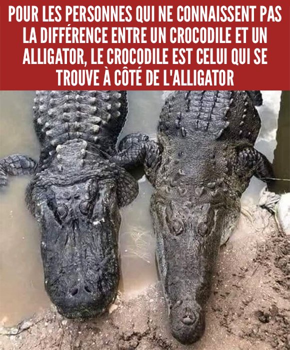 Un crocodile et un alligator