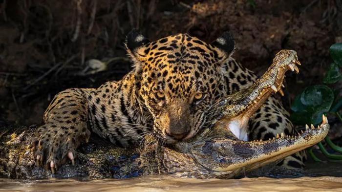 La frappe féroce du jaguar : un prédateur et une proie capturés au Brésil