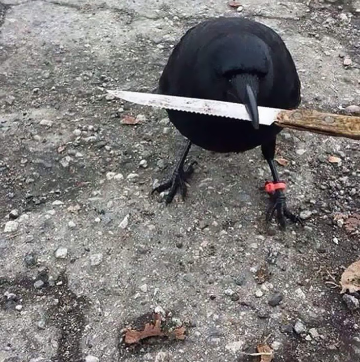 un corbeau avec un couteau