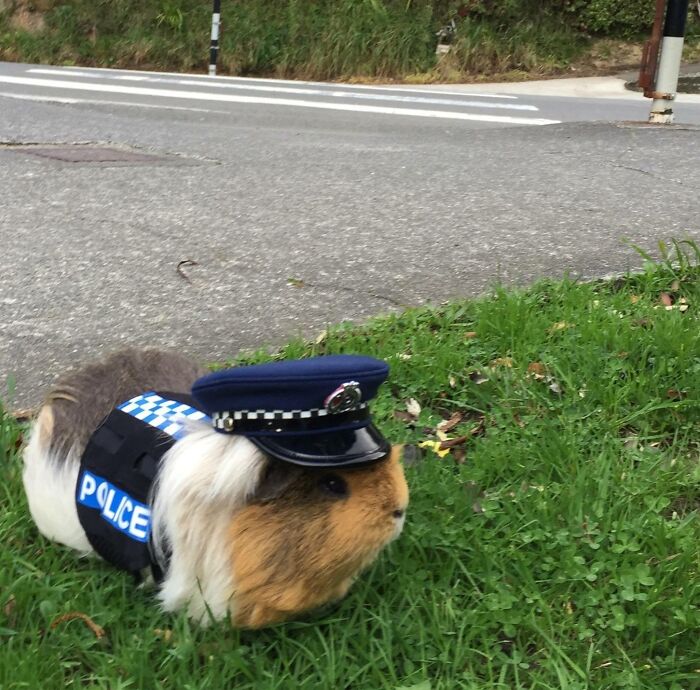 mascotte hamster police NZ