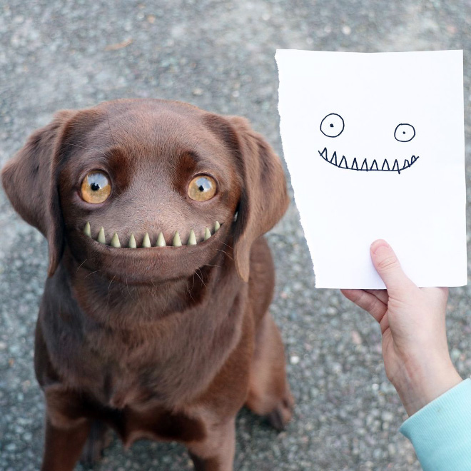un chien avec un drôle de sourire