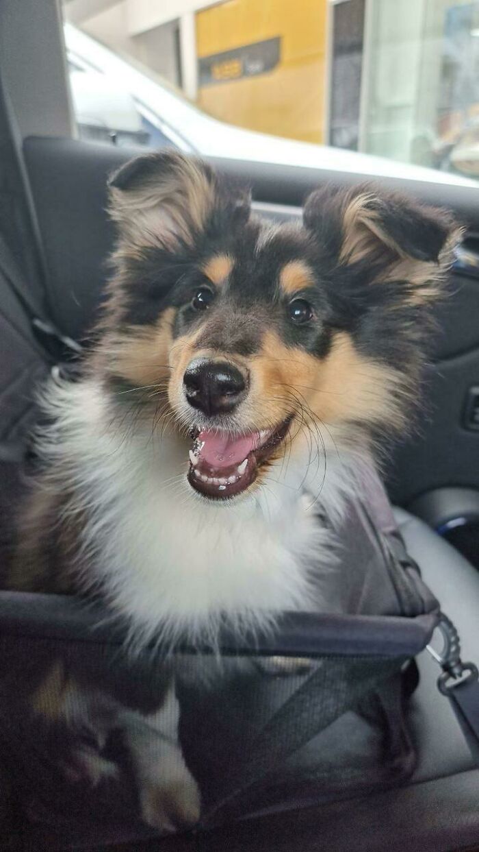 chien dans voiture heureux