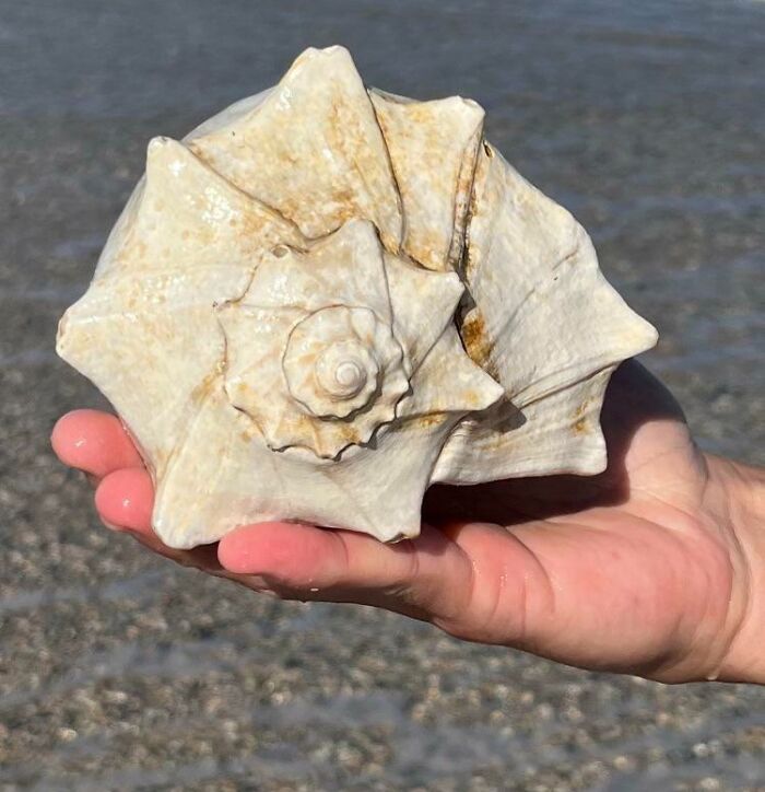 un fossile