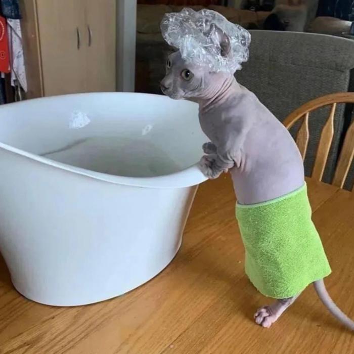 chat qui prend un bain