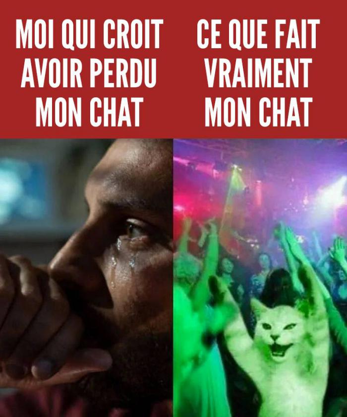 chat en boite de nuit