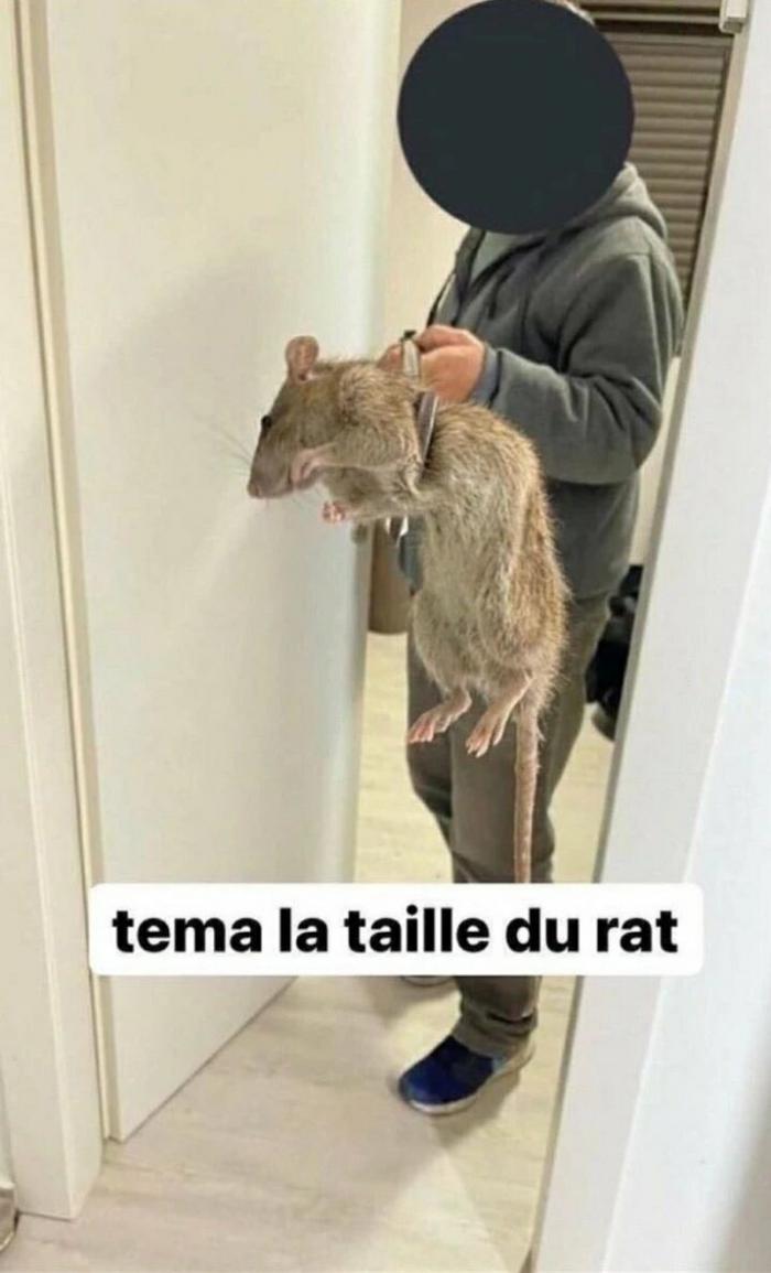 téma la taille du rat