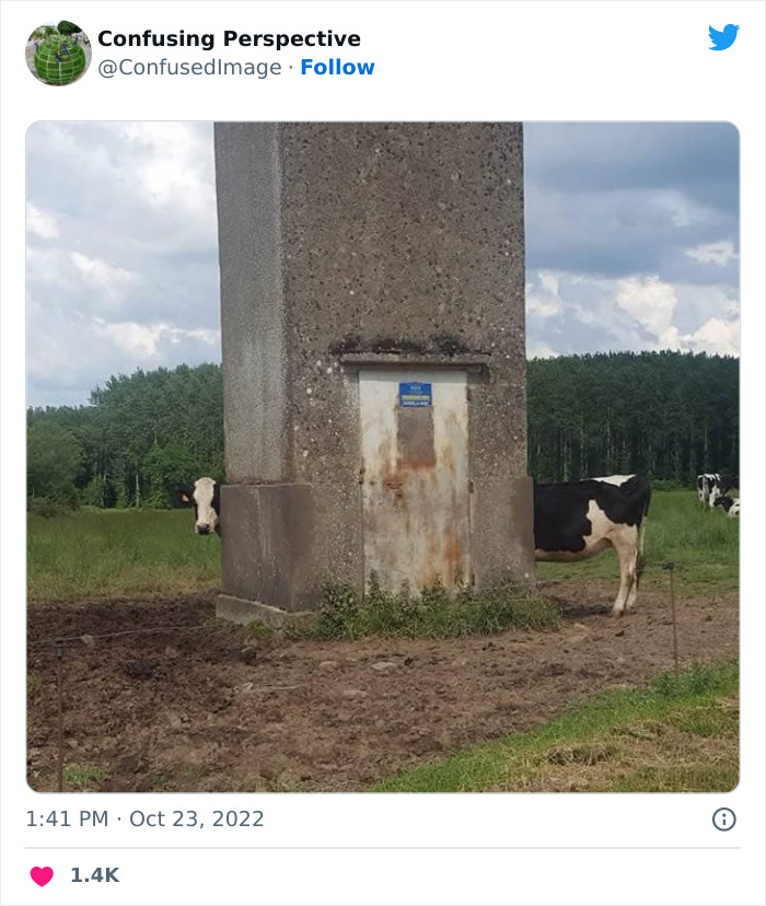 une vache extra longue