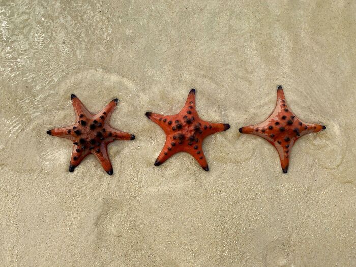 3 étoiles de mer différentes